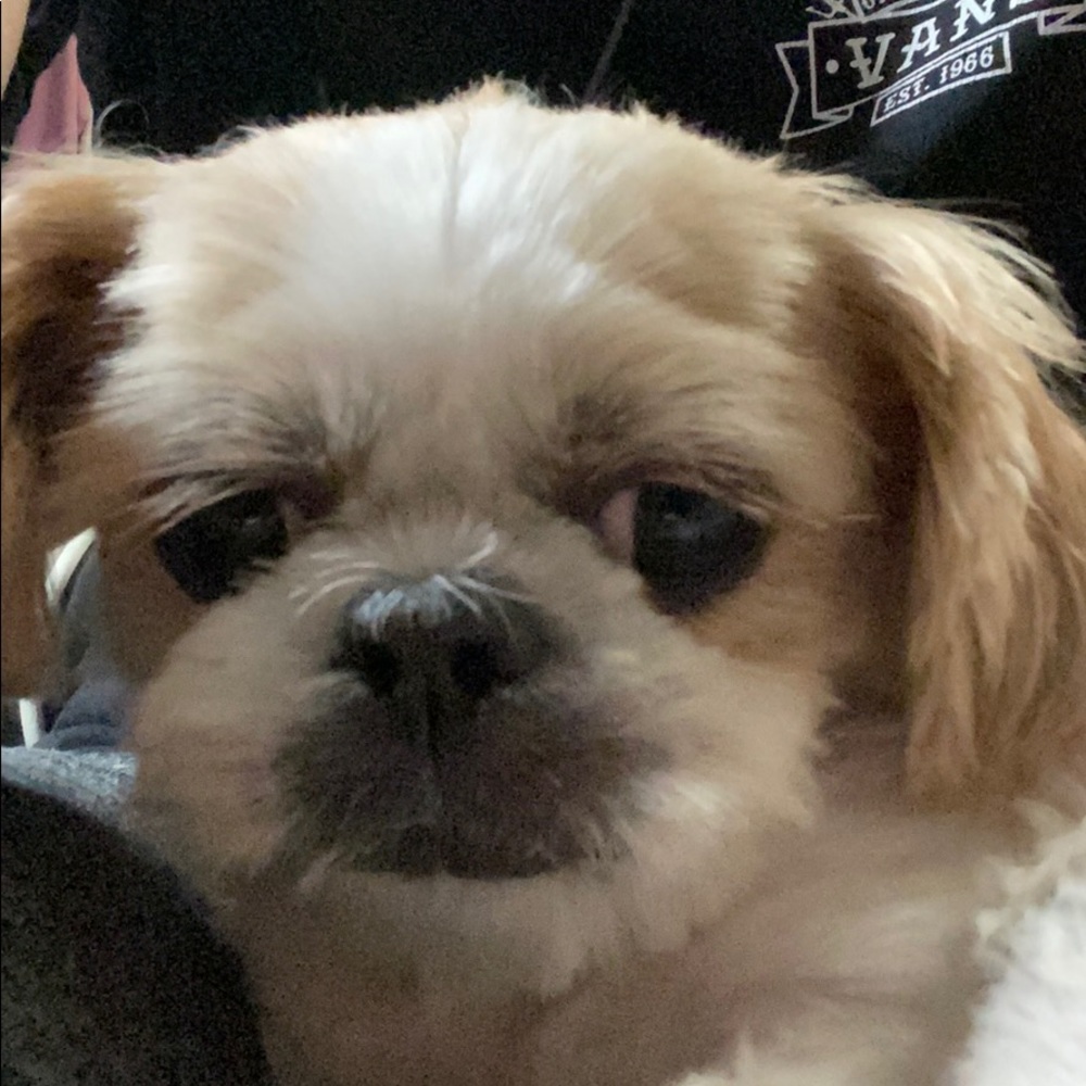 Meet your Posher, Demi